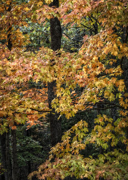 Fall Greeting Card featuring the photograph Pastel Maple by Wayne Meyer