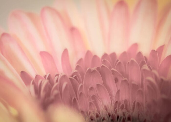 Pastel Greeting Card featuring the photograph Pastel Petals by Roger Mullenhour
