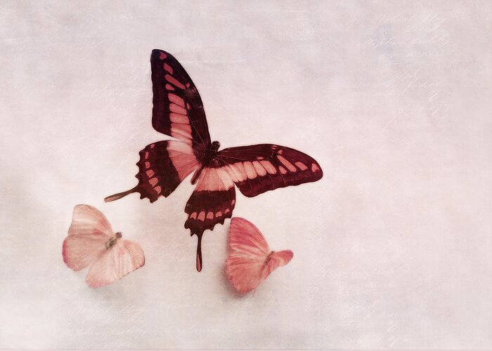 Butterflies Greeting Card featuring the photograph Pastel Pink Butterflies by Brooke T Ryan