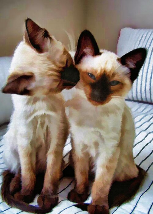 Cat Kitten Siamese Shorthair Feline Pet Littermates Litter+mates Groom Grooming Licking Bonding Bliss Siblings Greeting Card featuring the painting Pastel Sketch of Siamese Love by Elaine Plesser