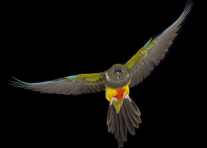 Parrot Greeting Card featuring the photograph Patagonian Conure in Flight 1 by Avian Resources