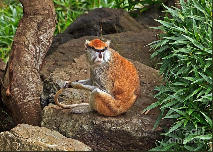 Monkey Greeting Card featuring the photograph Patas Monkey by Kate Brown