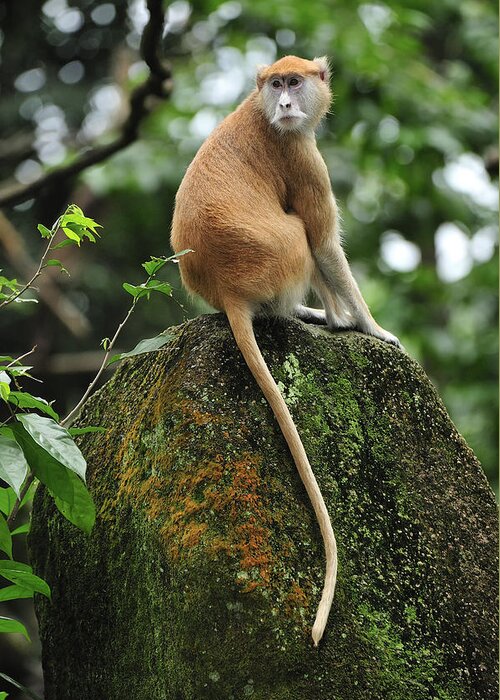 Thomas Marent Greeting Card featuring the photograph Patas Monkey by Thomas Marent