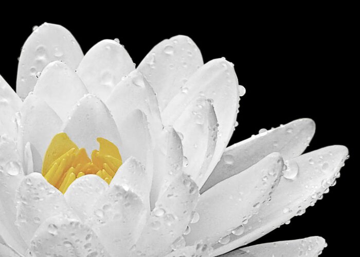 White Waterlily Greeting Card featuring the photograph Patch of Gold by Gill Billington