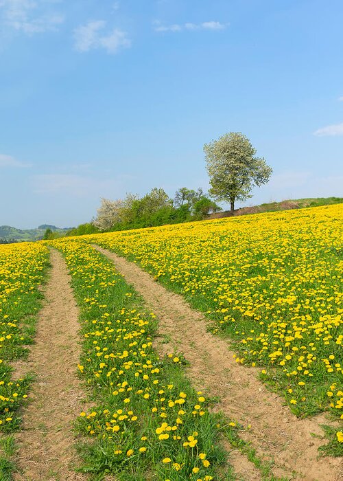 Agriculture Greeting Card featuring the photograph Path in dandelion meadow by Jaroslav Frank