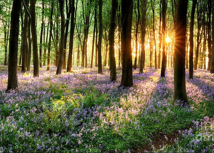 Flower Greeting Card featuring the photograph Sunrise path through bluebell woods by Simon Bratt