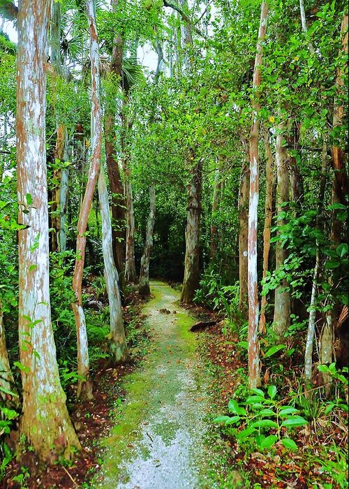 Landscape Greeting Card featuring the photograph Pathway to the Rainforest by Kicking Bear Productions
