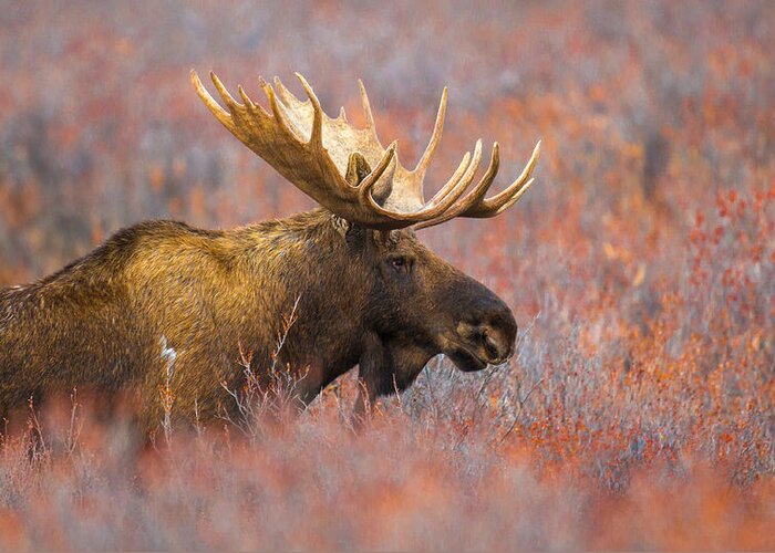 Wildlife Greeting Card featuring the photograph Patrol by Kevin Dietrich