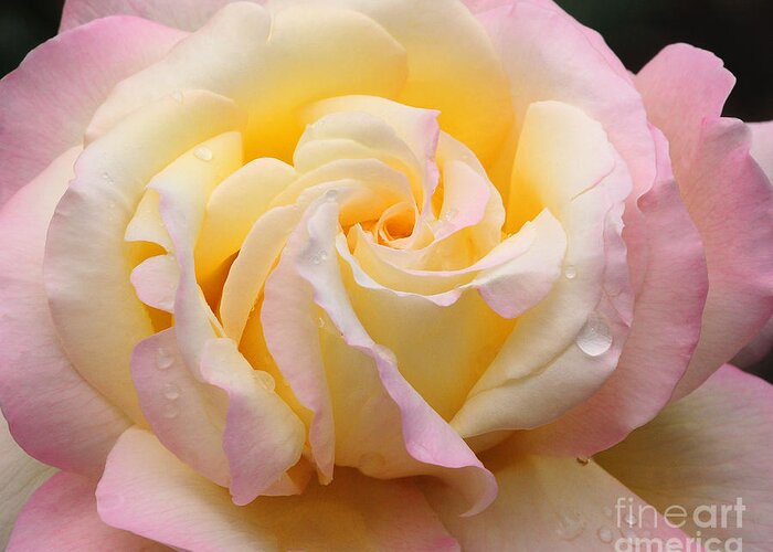 Nature Greeting Card featuring the photograph Peace Rose by Olivia Hardwicke