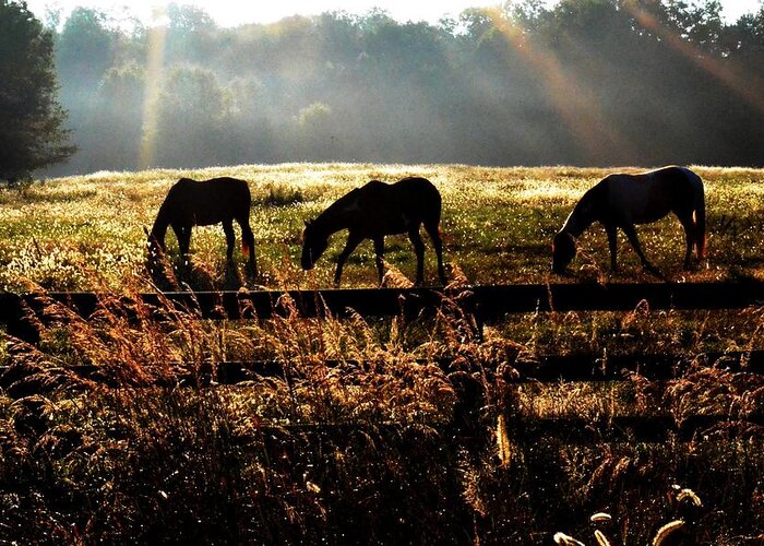 Horse Greeting Card featuring the photograph Peaceful pasture by Carlee Ojeda