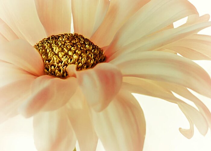 Floral Greeting Card featuring the photograph Peach Chiffon by Darlene Kwiatkowski
