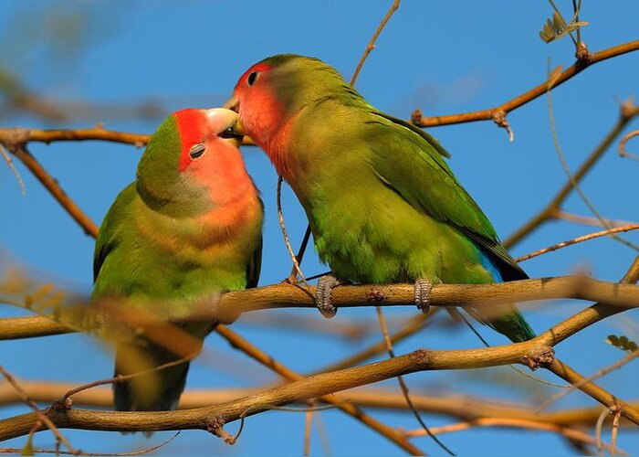 Wildlife Greeting Card featuring the photograph Peach Faced Lovebirds by Victor Q Flores