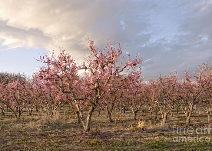Pink Greeting Card featuring the photograph Peach Orchard by Kathleen Gauthier