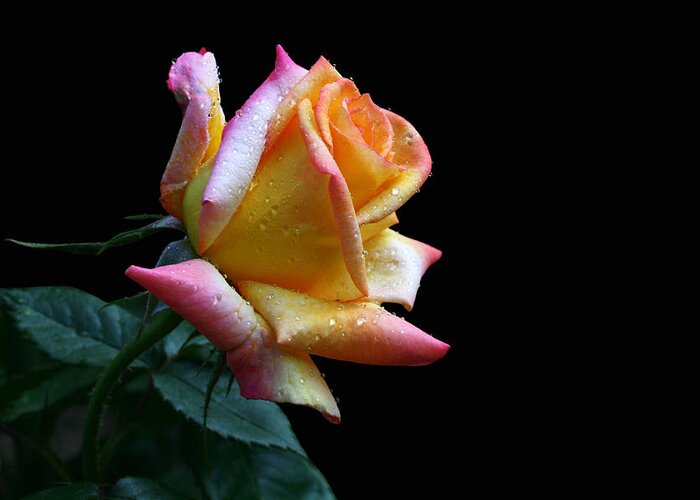 Rose Greeting Card featuring the photograph Peachy by Doug Norkum