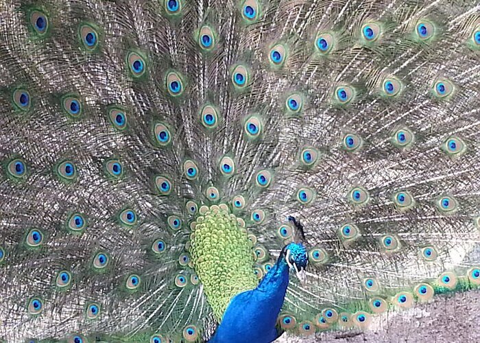 Peacock Greeting Card featuring the photograph Peacock Bow by Caryl J Bohn