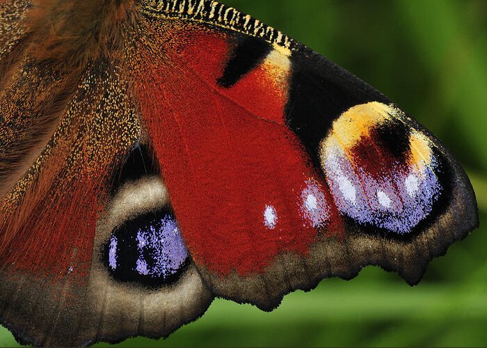 Feb0514 Greeting Card featuring the photograph Peacock Butterfly Wing Detail by Thomas Marent