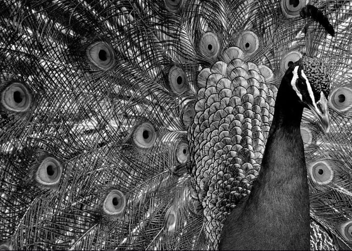 Nature Greeting Card featuring the photograph Peacock BW by Ron White