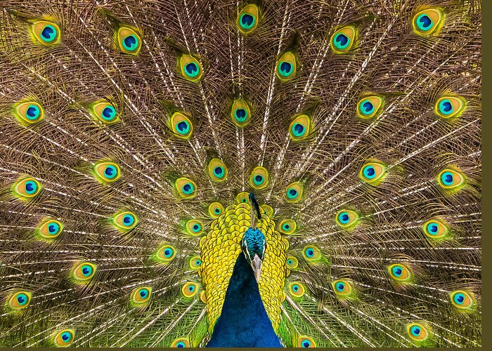 Jamaica Greeting Card featuring the photograph Peacock Courtship by Stefan Mazzola