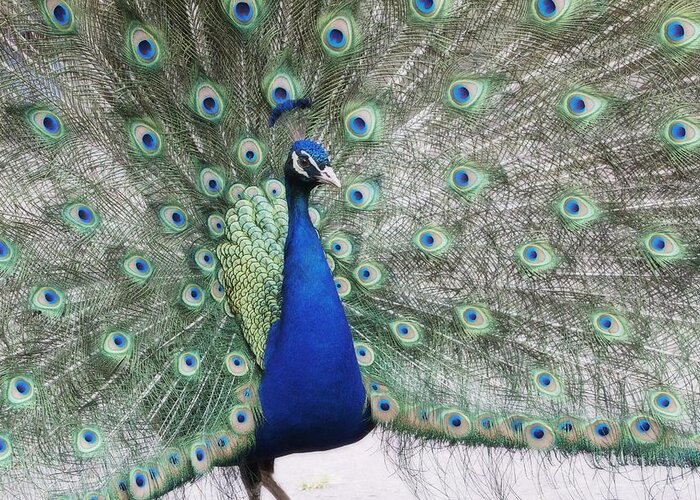 Peacock Greeting Card featuring the photograph Peacock Fanning by Alice Gipson