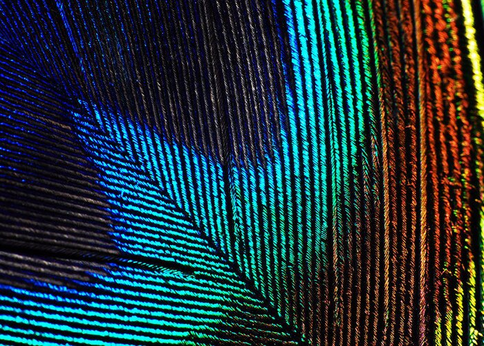 Photograph Greeting Card featuring the photograph Peacock Feather by Larah McElroy