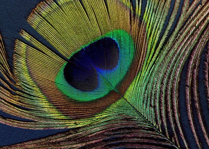 Peacock Feather Greeting Card featuring the digital art Peacock Feather on Square by Ann Powell
