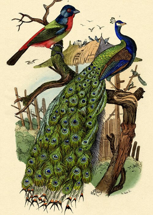 Peacock Greeting Card featuring the drawing Peacock by French School