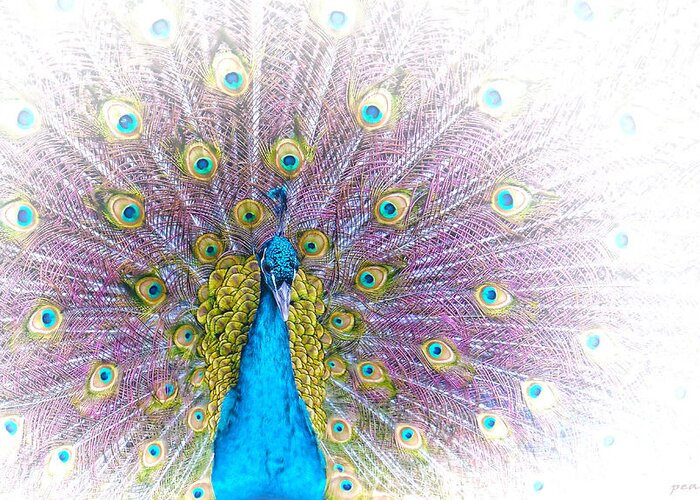 Animals Greeting Card featuring the photograph Peacock by Holly Kempe