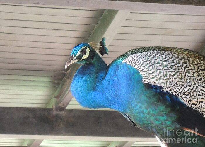 Bird Greeting Card featuring the photograph Peacock in the rafters by Mini Arora