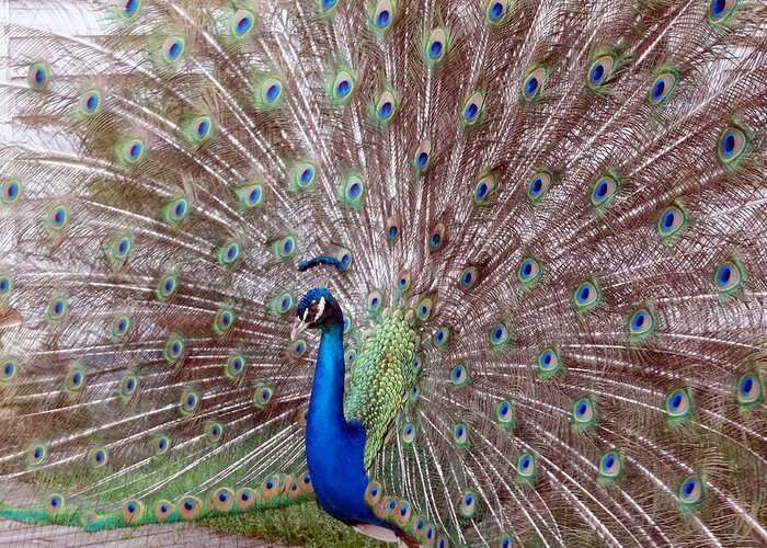 Peacock Greeting Card featuring the photograph Peacock by Leigh Odom