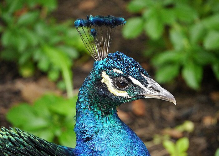 Richard Reeve Greeting Card featuring the photograph Peacock - Portrait by Richard Reeve
