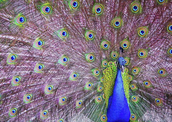 Animal Themes Greeting Card featuring the photograph Peacock Showing Off His Feathers by Daniela Duncan