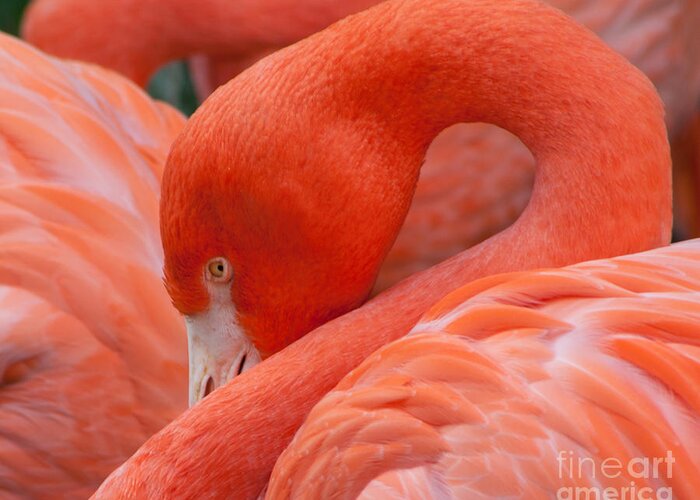 Flamingo Greeting Card featuring the photograph Peaking Flamingo by Kimberly Blom-Roemer