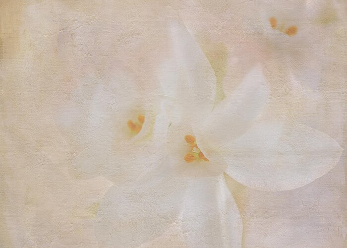 White Flowers Greeting Card featuring the digital art Pearl on Petals by Michelle Ayn Potter
