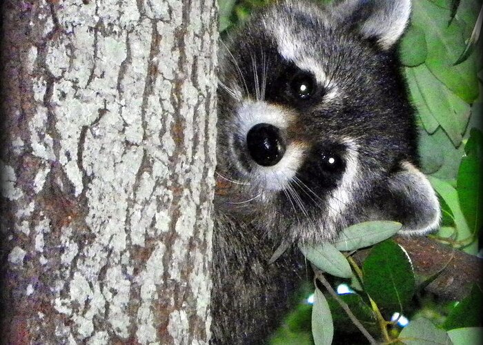 Raccoon Greeting Card featuring the photograph Peek A Boo Raccoon by Sheri McLeroy