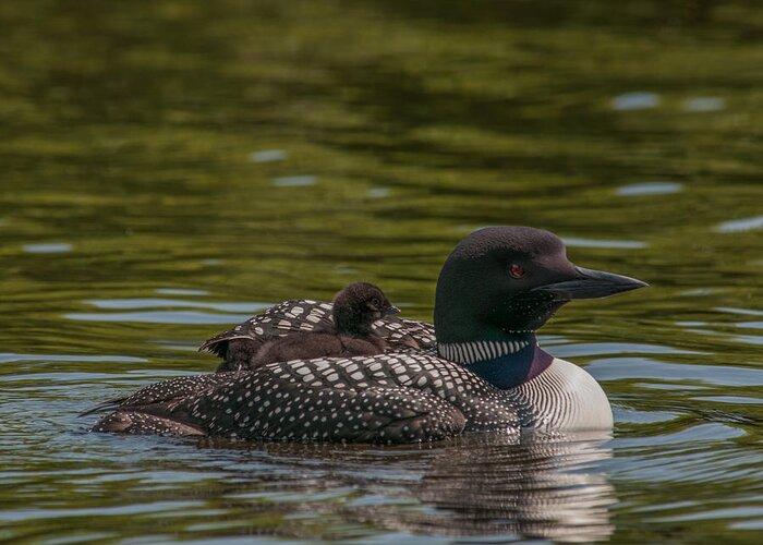 Common Loon Greeting Card featuring the photograph Peeking From Under by Brenda Jacobs