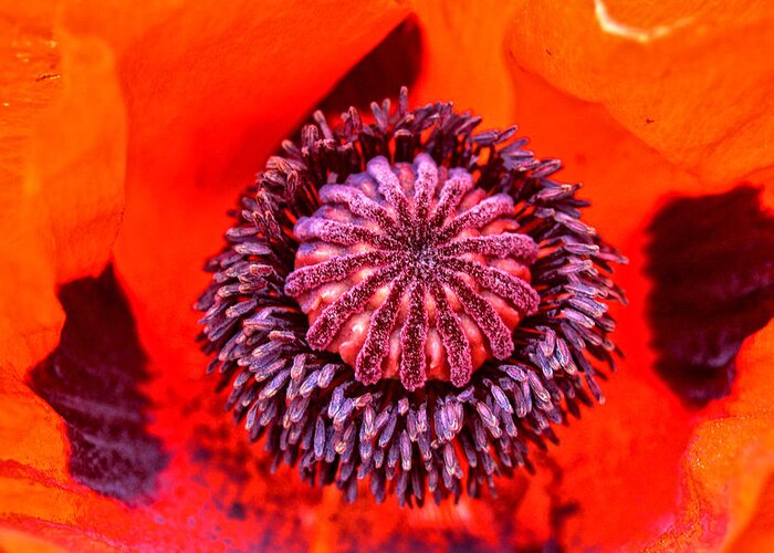 Poppy Greeting Card featuring the photograph Peeking into a Poppy by Mike Martin