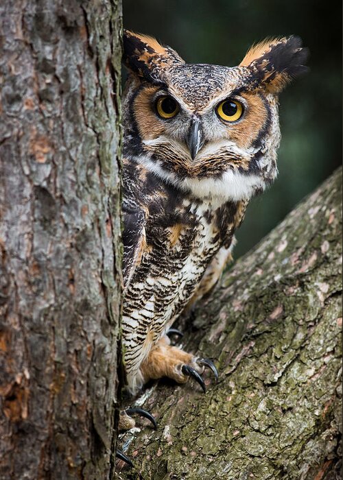 Great Horned Owl Greeting Card featuring the photograph Peering Out by Dale Kincaid