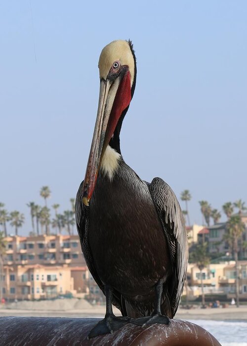 Wild Greeting Card featuring the photograph Pelican - 2 by Christy Pooschke