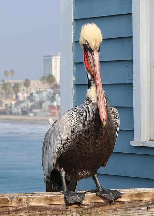 Wild Greeting Card featuring the photograph Pelican - 4 by Christy Pooschke