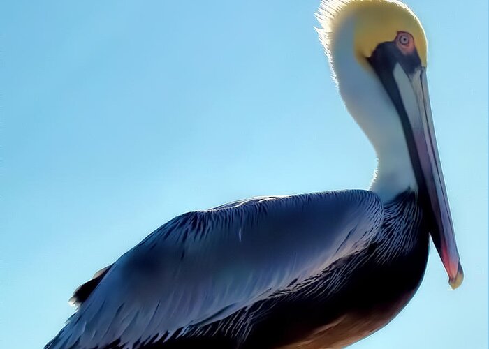 Pelican Greeting Card featuring the photograph Pelican 1 by Dawn Eshelman