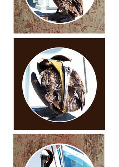 Pelican Greeting Card featuring the photograph Pelican Contortion Start to Finish by Patricia Quandel