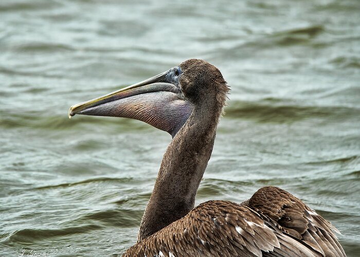 Pelican Greeting Card featuring the photograph Pelican by Joe Granita