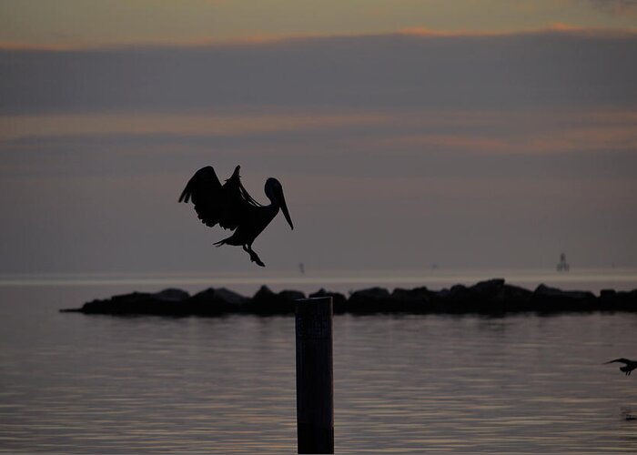 Pelican Greeting Card featuring the photograph Pelican Landing by Leticia Latocki