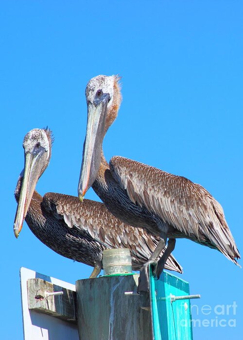 Pelican Greeting Card featuring the photograph Pelican Pair II by Andre Turner