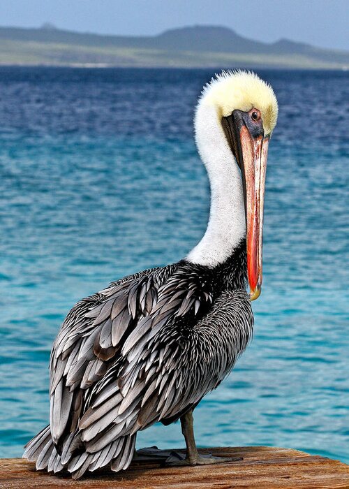 Bird Greeting Card featuring the photograph Pelican Portrait by Jean Noren