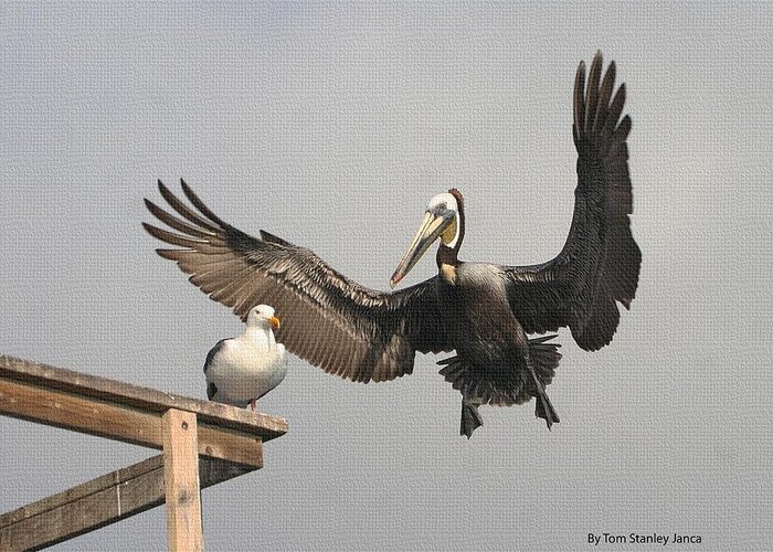 Pelican Wins Greeting Card featuring the photograph Pelican Wins Sea Gull Looses by Tom Janca