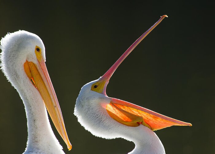 Pelicans Greeting Card featuring the photograph Pelican Yawn by Avian Resources