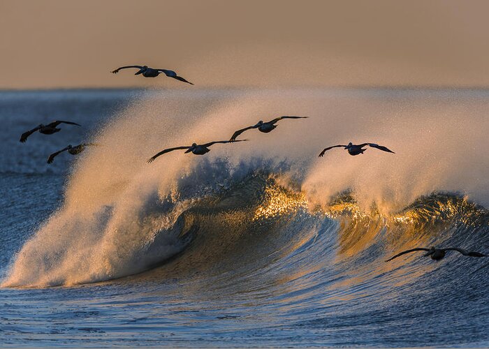 Orias Greeting Card featuring the photograph Pelicans and Wave 73A2308-2 by David Orias