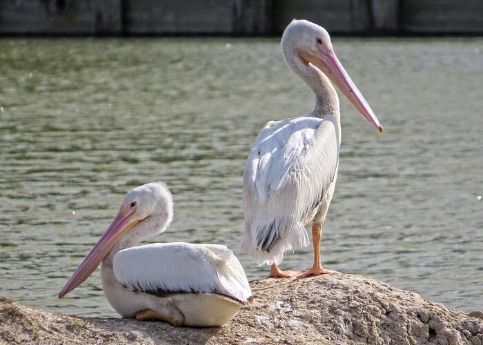 American White Pelicans Greeting Card featuring the photograph Pelicans By The Pair by Ella Kaye Dickey