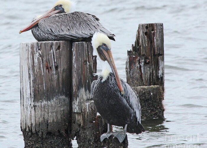 Pelicans Greeting Card featuring the photograph Pelicans Enjoying Lake Ponchartrain by Luana K Perez